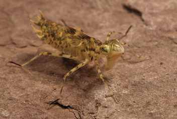 Pantala flavescens, nymph